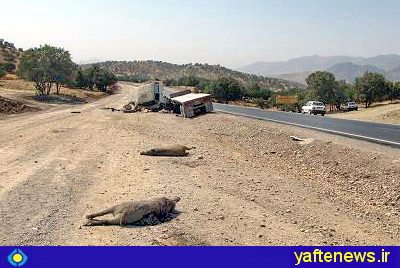 برخورد تريلي با گله گرازها در جاده "خرم‌آباد‌– الشتر" + عكس